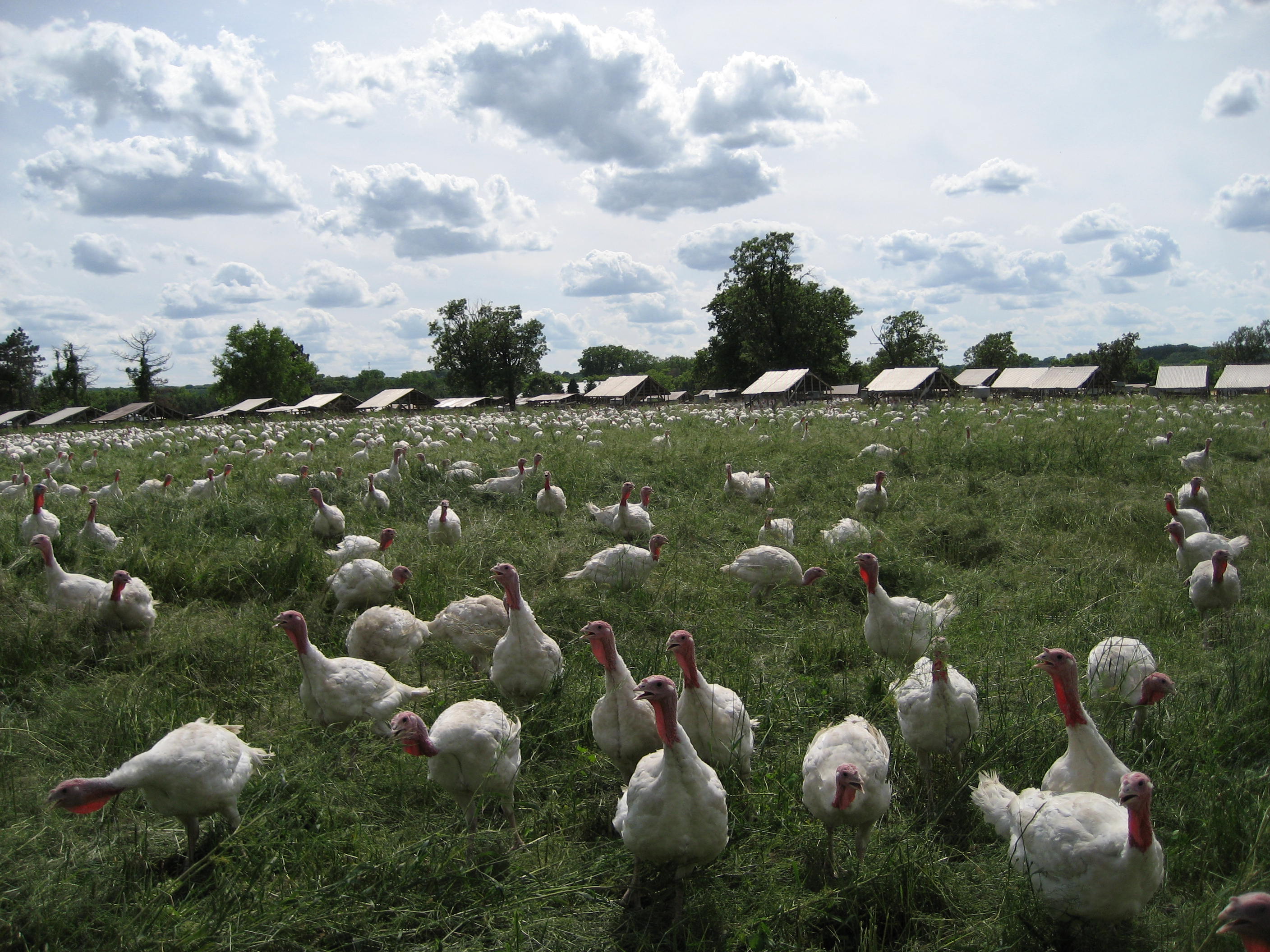 Eat Local Farm Tour on July 30 Twin Cities Daily